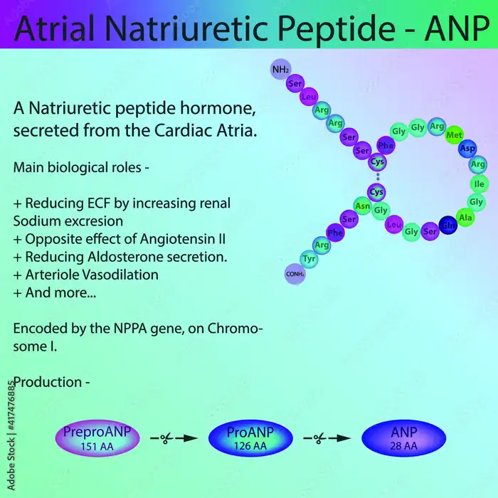 natriuretic peptides in heart failure